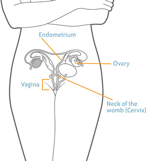 Anatomical drawing of the female reproductive system and the location of the cervix (neck of the womb)